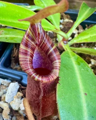 N. rajah x veitchii 'Gold Rush' – seed grown: BE-4603 S - Kenny