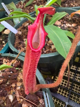 N. (veitchii x lowii) x veitchii: BE-4627 - Kenny Coogan